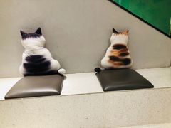 -飞行喵MR PILOT|猫舍·猫咖(静安大融城店)