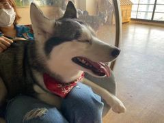 -Husky Go! 哈士奇体验馆·宠物咖啡厅狗咖