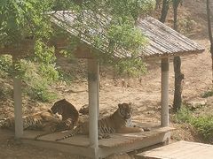 -石家庄市动物园