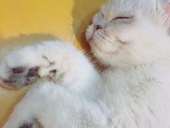 -猫色咖啡·猫咖