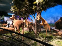 -国家自然博物馆