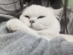 -松果猫咖(桐乡吾悦金街店)