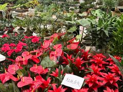 -保定市花鸟鱼虫市场