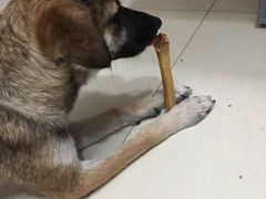 -康乐宝动物医院