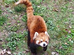 -上海野生动物园