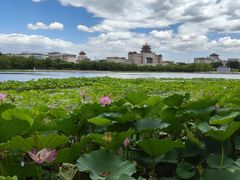 -莲花池公园