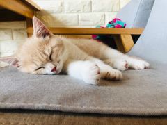 -猫咖时代(中山亭店)