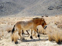 -新疆天山野生动物园