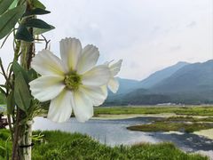 -腾冲北海湿地