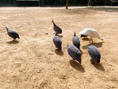 -秦皇岛野生动物园