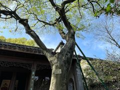 -惠山古镇·寄畅园