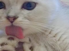 -欣宠猫屋·矮脚拿破仑·蓝金金渐层