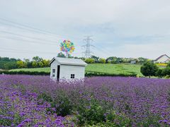 -紫颐香薰山谷景区