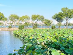 -无锡蠡湖国家湿地公园-蠡园