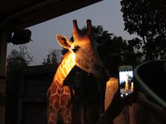 -清迈夜间动物园
