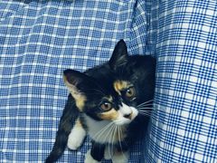 -宠物星动物医院·眼科·异宠·猫科(江南大道总院)