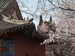 -桃花堤公园