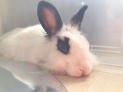 -雨林宠物医院 非犬猫异宠专科
