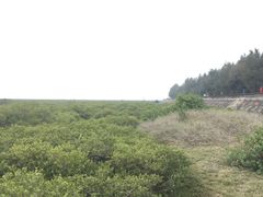 -北海金海湾红树林生态旅游区