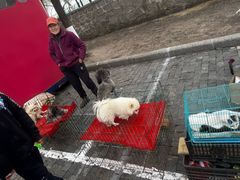 -哈尔滨道外花鸟鱼市场