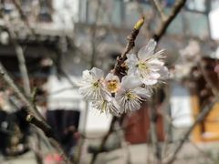 -西湖风景区十里琅珰-五云山