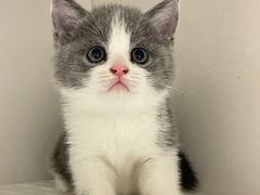 -lincat·猫舍(广州店)