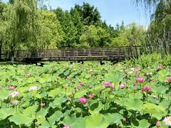 -沐仙湖湿地公园