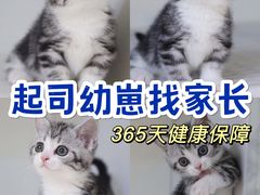 -lincat·猫舍(广州店)