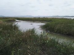 -漩门湾国家湿地公园