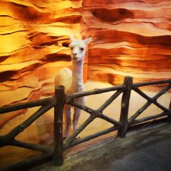 -酷嗒动物文化乐园(cutezoo西溪乐天城店)