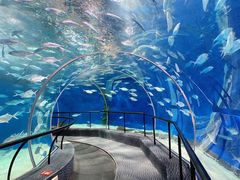 -上海海洋水族馆
