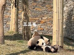 -卧龙中华大熊猫苑神树坪基地