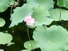 -荔湾湖公园