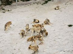 -西霞口神雕山野生动物世界
