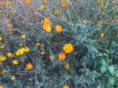 -北京东方普罗旺斯薰衣草庄园