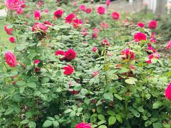 -人民公园(罗湖区)