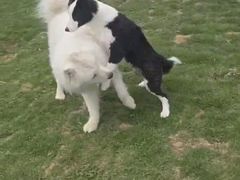 -趣玩宠物乐园寄养训犬训狗游泳池