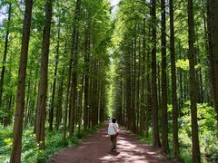 -日照海滨国家森林公园
