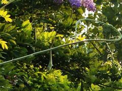 -中国宋庆龄青少年科技文化交流中心