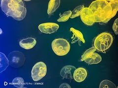 -成都浩海立方海洋公园