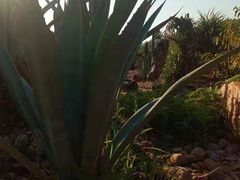 -深圳仙湖植物园-停车场