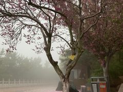 -石岛赤山风景区
