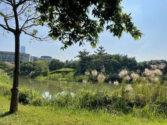 -福田红树林生态公园