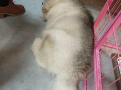 -汪说·狗咖(旺城大厦店)