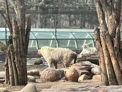 -北京野生动物园