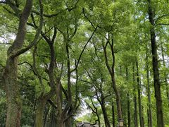 -上海醉白池公园