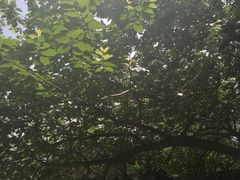 -老张烤羊(王哥庄店)
