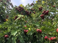 -万源龙顺度假庄园生态观光园