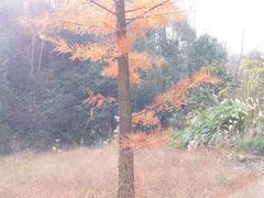 -午潮山国家森林公园