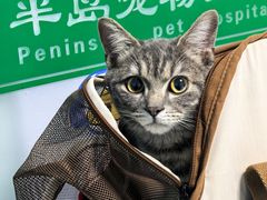 -半岛宠物医院24小时(科华中路店)